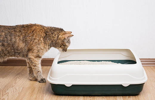 Comment bien entretenir la liti�re de son chat ? 